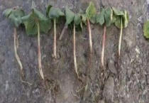 立枯病的防治方法 附立枯病的发病规律