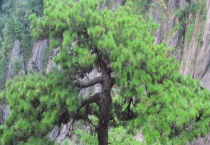 松树的特点有哪些？主要有六个特点