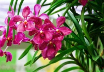 开白色花的兰花是什么品种