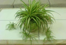 吊兰长的杆太长怎么办？