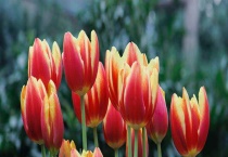 郁金香的养殖方法 附郁金香的繁殖多久？