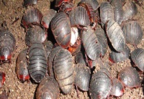 土元养殖有哪些风险？不同阶段对饲养的要求