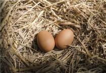 鸡不下蛋了什么原因怎么解决