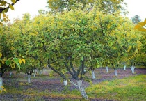 春天开花的树木有哪些？