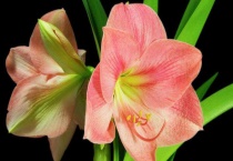 对兰与朱顶红的区别？