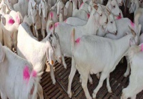 农村养殖项目有哪些？有哪些优势 发展前景如何