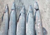 青鱼是草鱼吗？