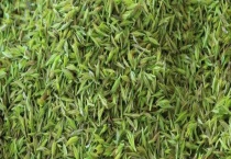 小叶苦丁茶和大叶苦丁茶的区别？ 小叶苦丁茶有什么好处和禁忌