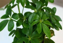 鸭掌木枝干皱了怎么办？