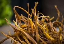 黄花菜有毒吗？