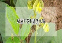 绿豆开花时能浇水吗？