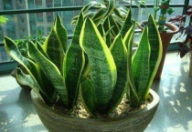 家里阳台适合养什么植物