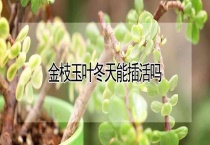 金枝玉叶冬天能插活吗？