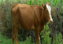 牛湿疹防治方法 附牛湿疹的原因和症状