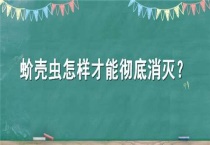 蚧壳虫怎样才能彻底消灭