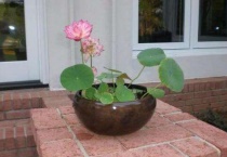 碗莲第二年自己出吗？