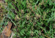 青蒿与黄花蒿怎么辨别