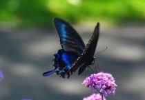 传播花粉的昆虫有哪些？