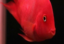 鹦鹉鱼水温多少度合适 鹦鹉鱼怎么养好