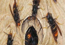 马蜂蛰了刺没拔会怎样 被马蜂蛰了怎样多久？