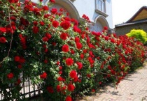 自制月季爬藤架