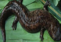 大鲵经常性吐食怎么办？ 大鲵吐食的原因？