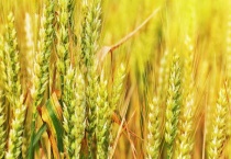 小麦长什么样子的