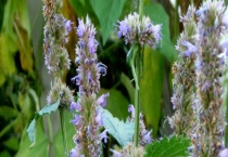 藿香种子价格及种植方法 附播种方法及病害防治