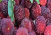 杨梅用什么农药