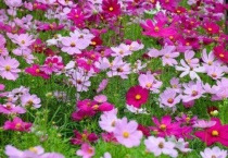 波斯菊第二年能自生吗？