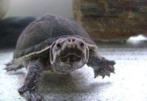 麝香龟吃什么？