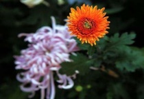 四个花中君子是什么花