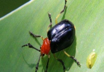 水稻负泥虫是什么 附分布范围和发生规律