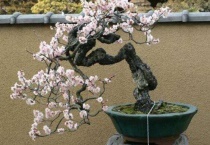 梅花盆景夏天怕晒吗？