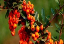 沙棘种子价格及种植方法 沙棘有哪些品种