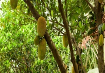 大树菠萝什么时候熟 大树菠萝可以用来做什么？