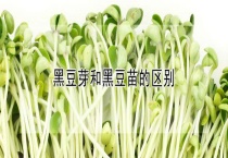 黑豆芽和黑豆苗的区别？