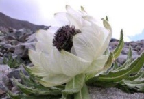 雪莲是二级保护植物吗？