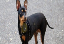 迷你杜宾犬一只的售价是多少 容易养吗？