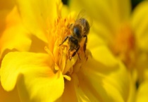 最简单找山蜜蜂方法 从以下几点入手