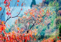 香山红叶是什么树