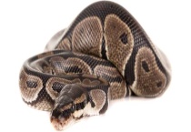 蟒蛇的天敌是什么 成年蟒蛇的唯一天敌是人类