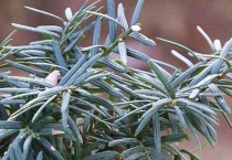 什么是矮紫杉篱