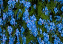 勿忘我冬天会死吗？