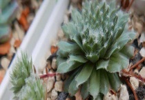 蛛丝卷绢的繁殖方法 操作非常简单