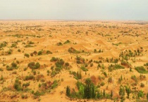 哪些植物适合在沙漠种植 这些植物有什么特点