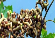 拐枣可不可以生吃 附拐枣的生长习性