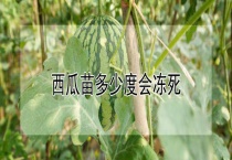 西瓜苗多少度会冻死