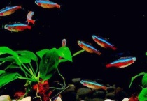 灯科鱼好养吗？