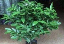 平安树适合放客厅吗？